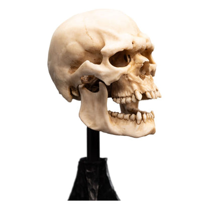 Lord of the Rings Mini Standue Skull van een Mordor Orc 14 cm